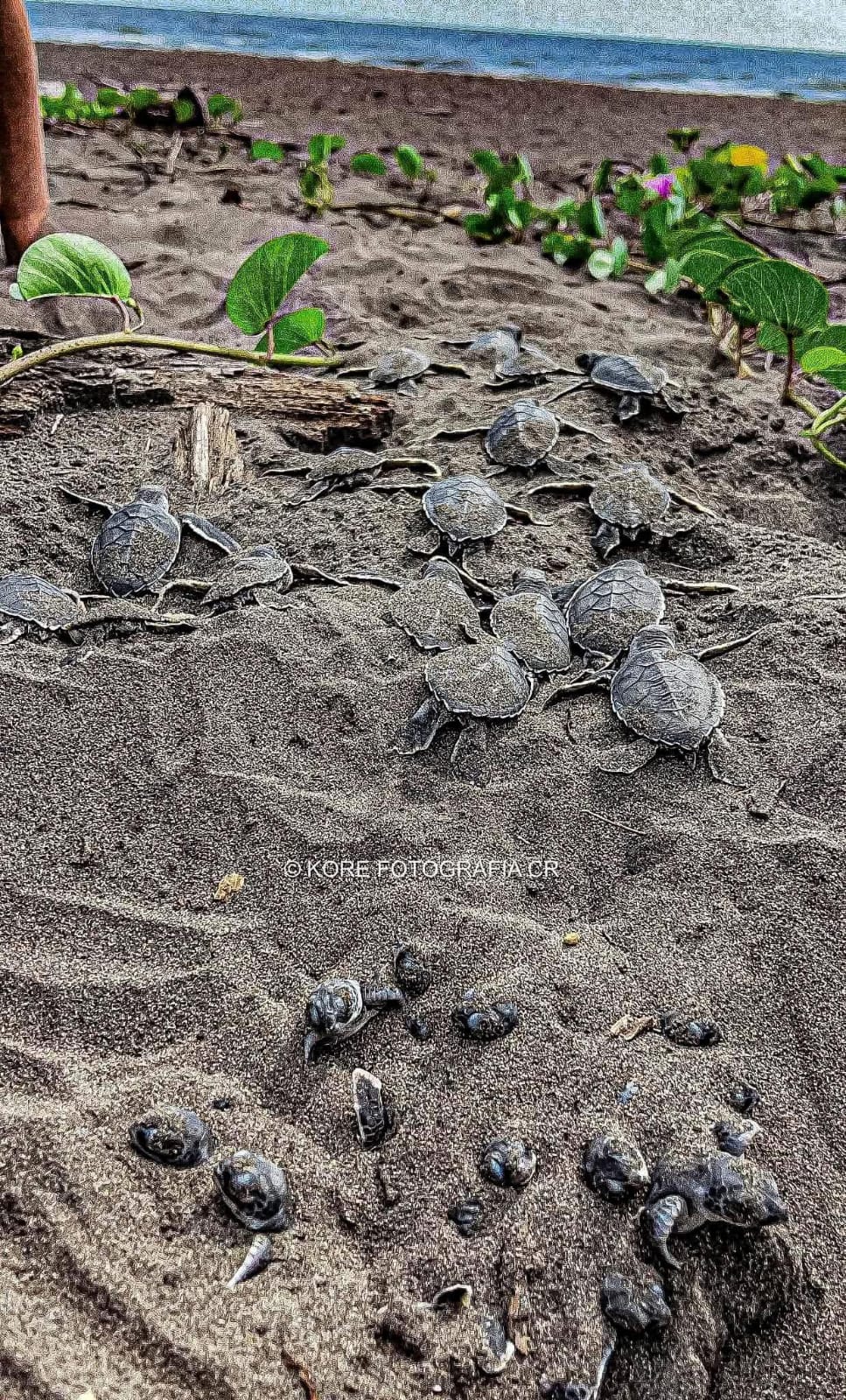 Tortuguero Canales, Canals Hotel